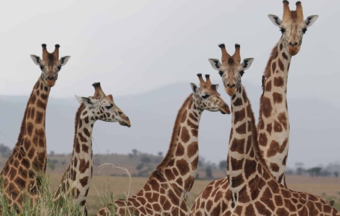 5 giraffes seen from neck up