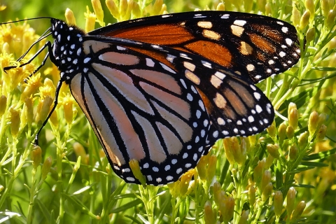 Golden Feast: A monarch indulges in the nectar of goldenrod.