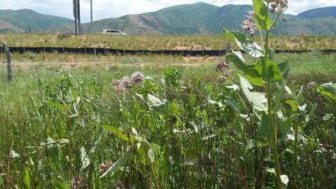 Showy milkweed grows along a roadside in Utah