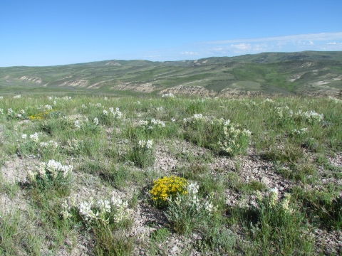 white flowers and sagebrush across rolling green hills with blue sky