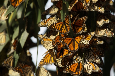 Group of monach butterflies clustered on a eucalyptus tree.