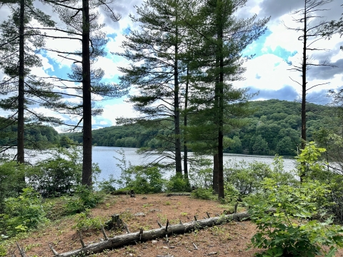 ground covered with rust-colored pine needles and a dead log leads to standing pine trees and a lake, with a tree-covered hill and cloud-filled blue sky in the background