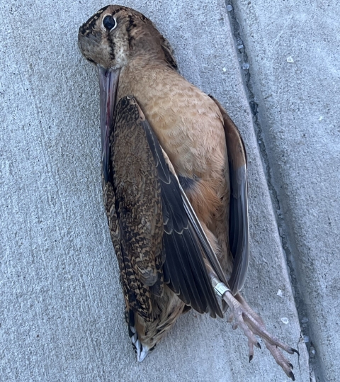 a dead bird with a long, narrow bill lies on concrete