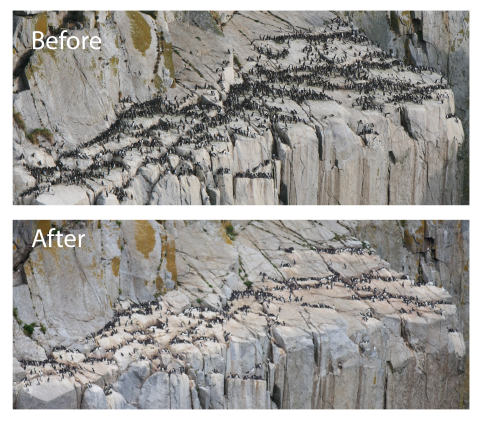 A comparison image of a rock face full of murres labeled "before" and the same image with far fewer murres labeled "after."