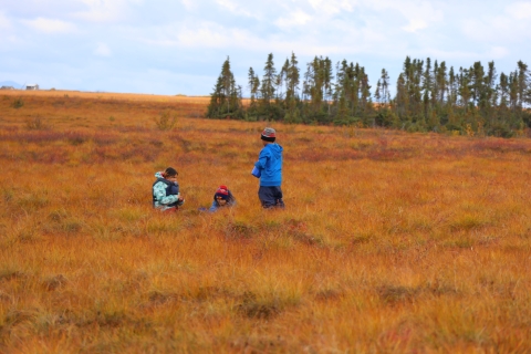 three children picking berries on the tundra in the fall