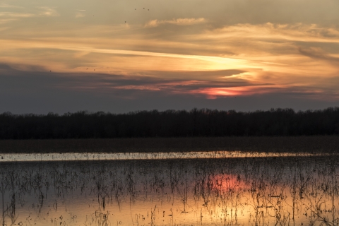 Sunset at Bald Knob, one of the most important refuges in the Mississippi Flyway for migrating and wintering pintail. 