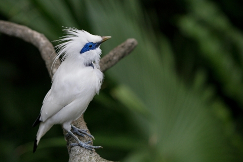 A white bird with a crest and blue around its eye sitting on a branch