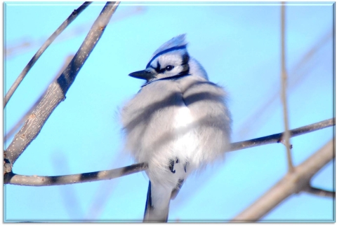 Close up of a blue jay perched on a branch with it's head turned to the left and it's breast feathers fluffed up to trap warm air pockets. The background is a light icy blue blur.