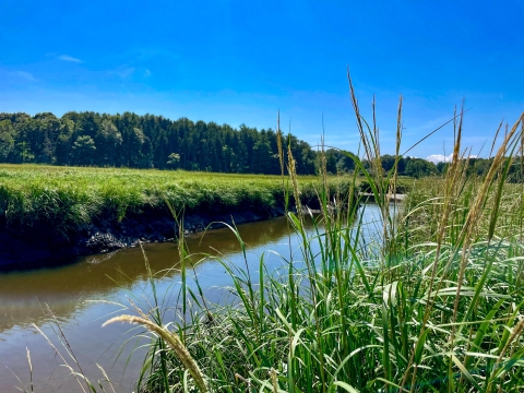 View from tidal marsh channel bank with spartina alterniflora grass in the foreground