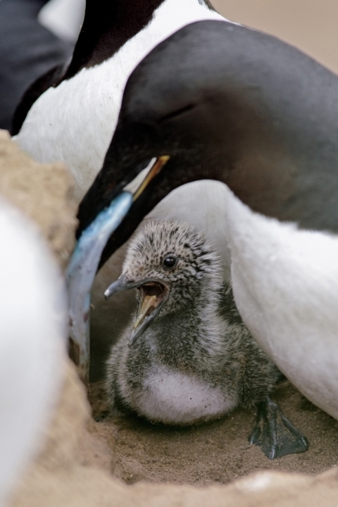 An adult murre feeds a small fish to a common murre chick