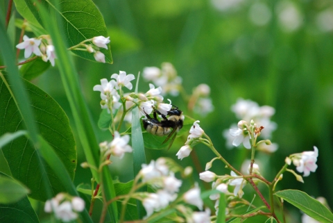 A tricolor bumble bee visiting spreading dogbane flowers