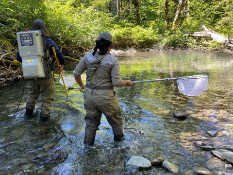 Two women wearing waders walk up the center of a shallow river, they are holding a net and electrofishing gear. Trees and ground vegetation can be seen in the background. 