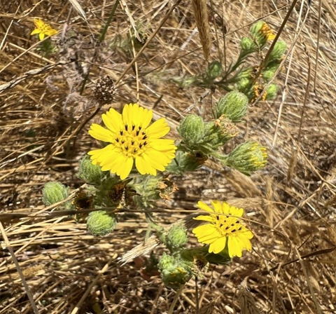 Small yellow flowers resembling sunflowers and green buds among dry grass vegetation. / Foto de una planta baja con flores amarilla entre vegetación seca. Crédito: Kristie Scarazzo/USFWS.