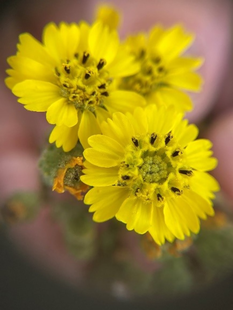 Closeup photo of Gaviota tarplant, a plant with bright yellow petals, dark spots and smaller yellow flowers in the center. 