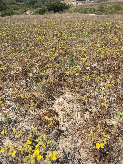 A field of small yellow flowers