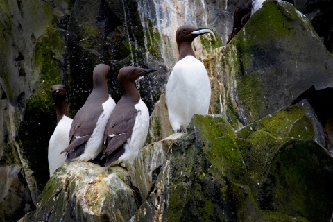 four common murres on a cliff ledge