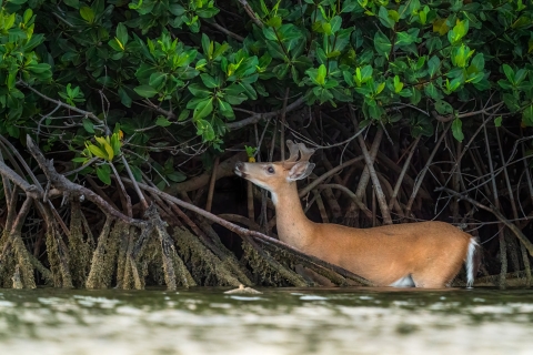 Key deer standing in mangroves