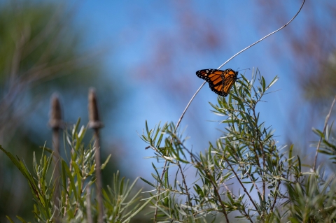 a Monarch butterfly on a green plant