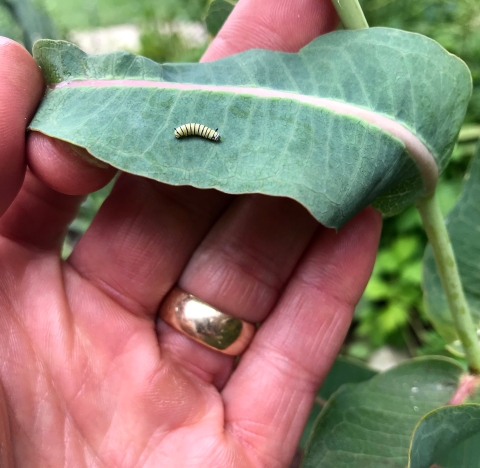 A hand holds a milkweed leaf to show the small monarch caterpillar on the underside