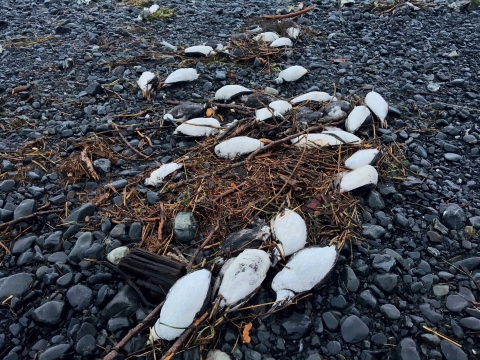 A gravel beach with several dead murres washed up together