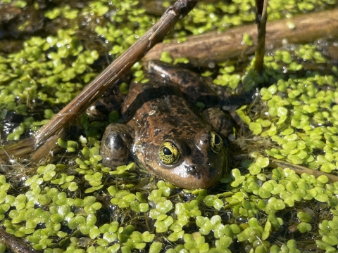 A single Oregon spotted frog sitting in shallow water with duckweed and scattered vegetation.