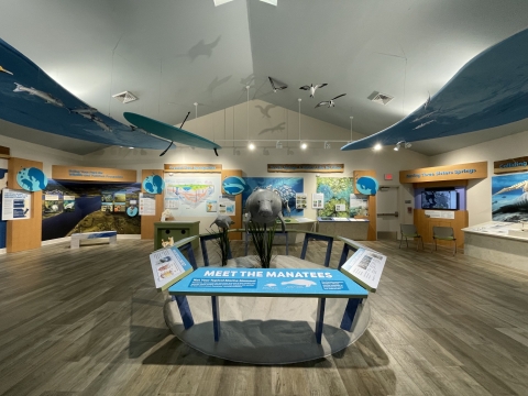 The image shows a wide angle view of the inside of the Visitor Center. There is a display in the center with the words "Meet the Manatees" which features a statue of a manatee mother and calf. 