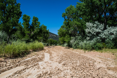 A trail in a forest