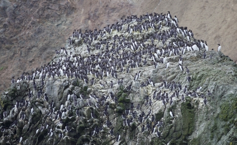 Many common murres stand on a cliff ledge