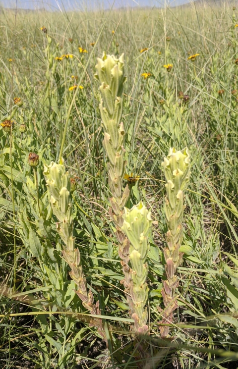 Four yellow to red flower bracts grow in a field among grass and other flowers.