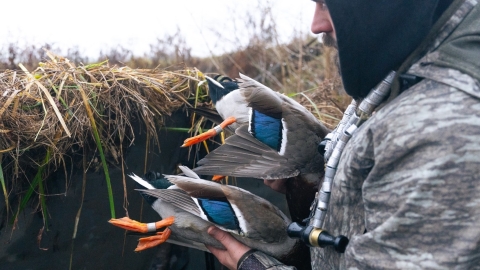 side profile of hunter holding two harvested ducks both with a leg band