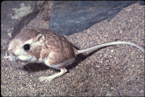 Image of San Bernardino kangaroo rat with dusky brown fur and large brown eyes