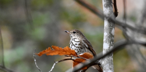 wood thrush in tree