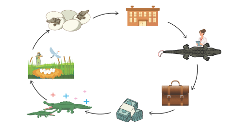 A cycle showing in order a person with binoculars overlooking an alligator nest and egret in a swamp, alligators hatching from eggs, a brick building, a woman in a lab coat and clipboard examining an alligator skin with a CITES tag, a alligator leather briefcase, money, and two alligators of different sizes with plus signs above them.