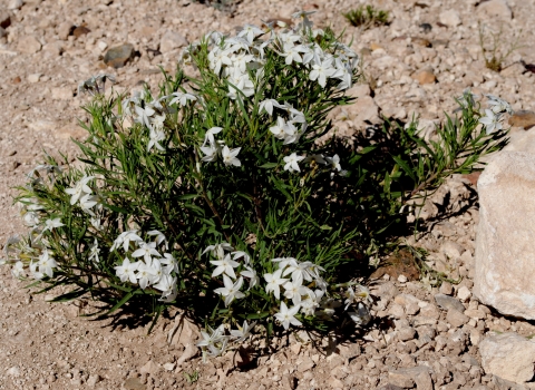 a small mounding flowering plant with five petaled white flowers