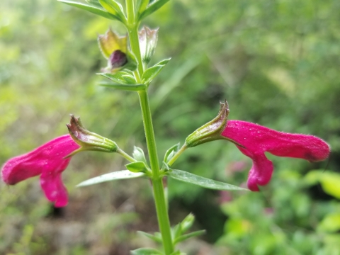 Photo of a Big red sage flowers in Cibolo Bluffs