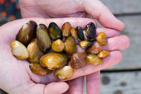 A variety of mussels in the hand of biologist