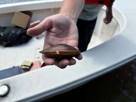 An outstretched hand holds a large freshwater mussel. 