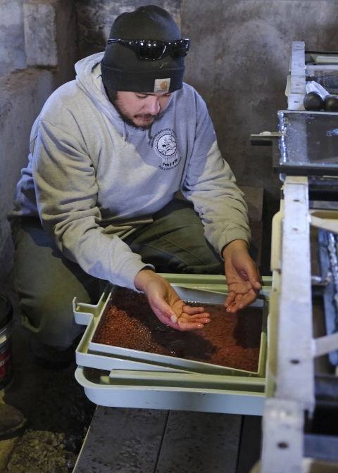 A man kneels down next to an open draw holding a tray of salmon eggs. He wears a warm cap, hooded sweatshirt, and holds a few eggs in his hand.