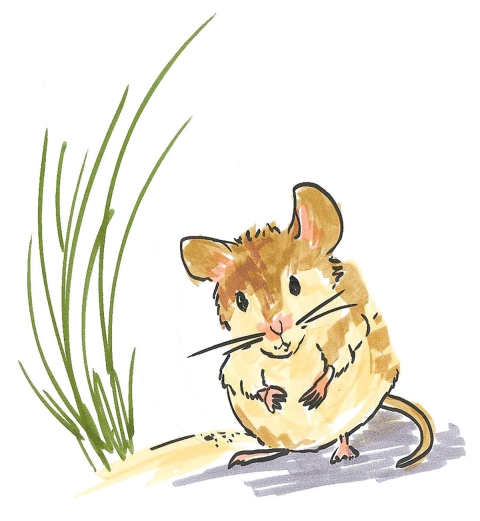 cartoon drawing of an Alabama beach mouse with a tan coat next to a shrub