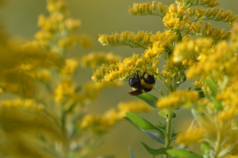 bee hanging on to yellow goldenrod