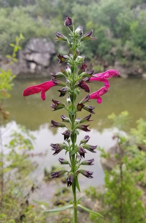 A green flowering stem with alternating flower buds and three pink-lobed flowers near the top grows near a brown, still stream.