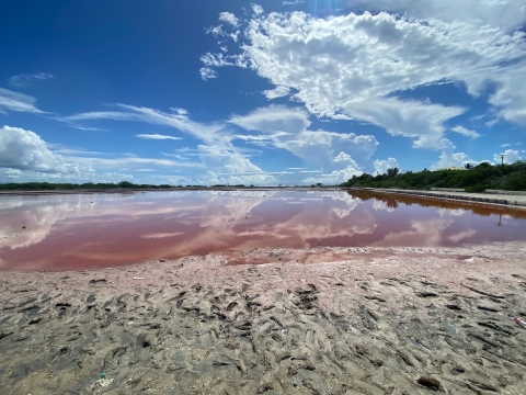 A vibrant view of the pink-hued waters in the Cabo Rojo National Wildlife Refuge's Salt Flats Unit, resulting from the presence of the microalgae Dunaliella salina.