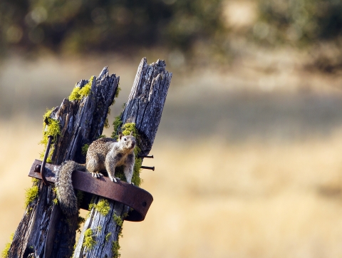 California Ground Squirrel