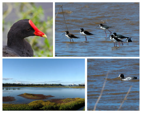 A collage of a ‘alae ‘ula, aeʻo, Pearl Harbor National Wildlife Refuge, and ‘alae ke‘oke‘o