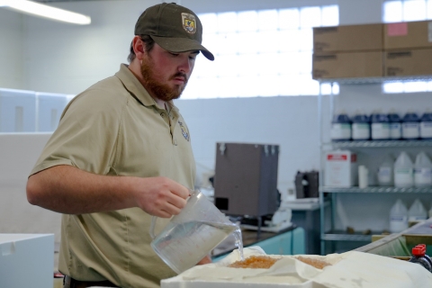 A USFWS staff member pours water over rainbow trout eggs in a cooler tray.