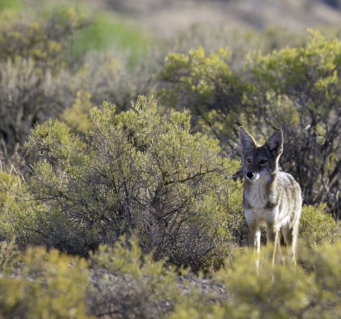 Coyote & Rabbitbrush