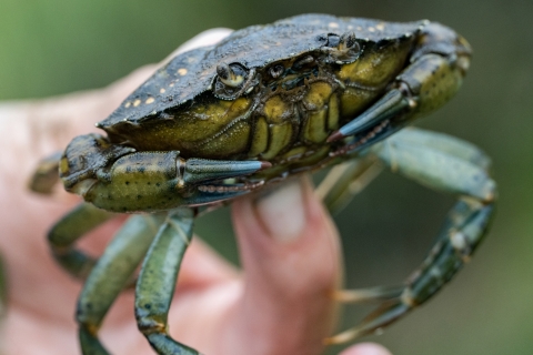 A European Green Crab being held up with two fingers.