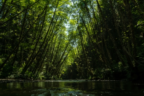 Trees arch over a river from both shores.