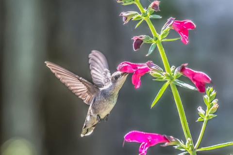 A black-chinned hummingbird is in flight as it is nectaring on big red sage plant.