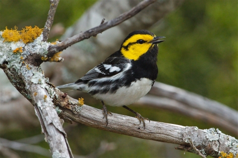 The golden-cheeked warbler—a small, yellow-cheeked bird with black and white plumage—perches on a dried branch dotted with orange and light green lichen.